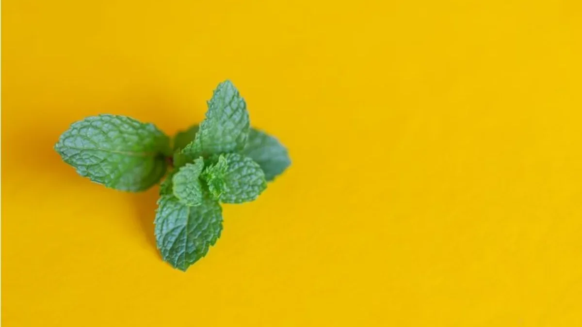 Tidak Banyak Orang yang Tahu Ini! 7 Manfaat Daun Mint untuk Kesehatan