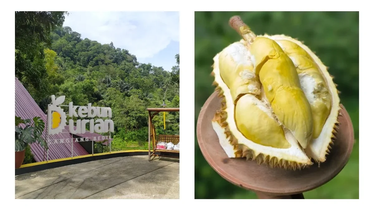 Eksplorasi Lezat di Kebun Durian Sangiang Bedil Sumedang, Nikmatnya Durian dan Kuliner Khas