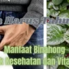 Pria Harus Tahu! Inilah 5 Manfaat Binahong Untuk Pria Jaga Kesehatan dan Vitalitas