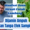 Manfaat Daun Sirsak Untuk Lambung, Cara Membuat dan Khasiatnya