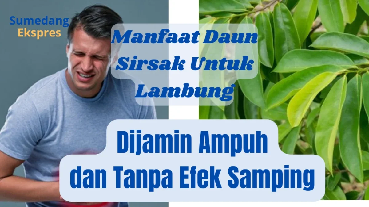 Manfaat Daun Sirsak Untuk Lambung, Cara Membuat dan Khasiatnya