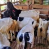 Desa/Kelurahan di Sumedang Mendapatkan Bantuan Kambing  Etawa