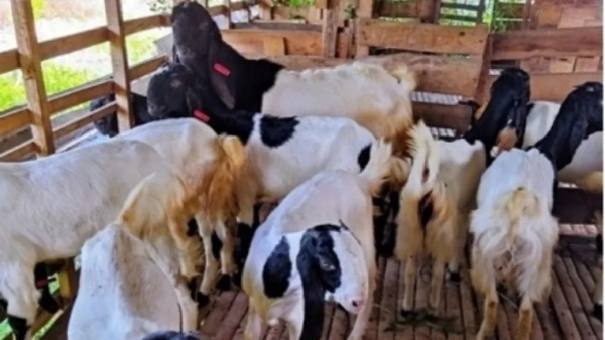 Desa/Kelurahan di Sumedang Mendapatkan Bantuan Kambing  Etawa