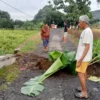 WASPADA: Seorang warga Desa Jembarwangi saat melihat jembatan anak Sungai Cisaar Lanang yang amblas, kemarin.