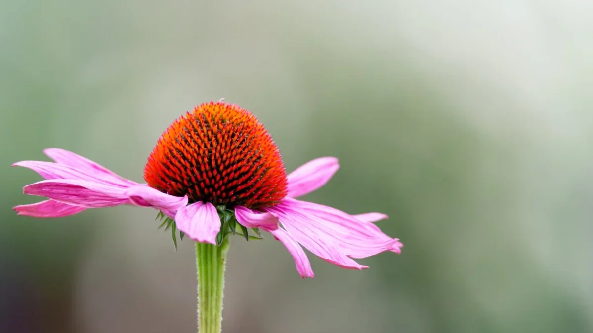 5 Manfaat Tanaman Herbal Echinacea Saat Puasa: Jaga Imunitas Tubuh Tetap Sehat 