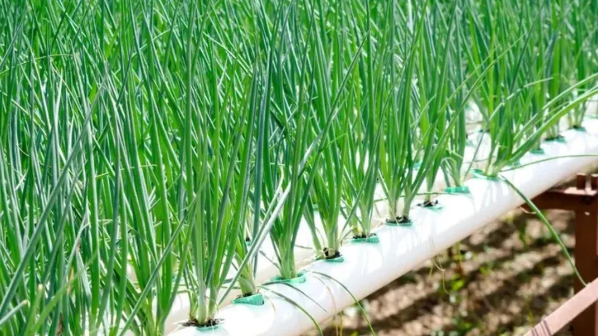 Cara Menanam Daun Bawang dengan Metode Hidroponik: Solusi Inovatif Ruang Terbatas