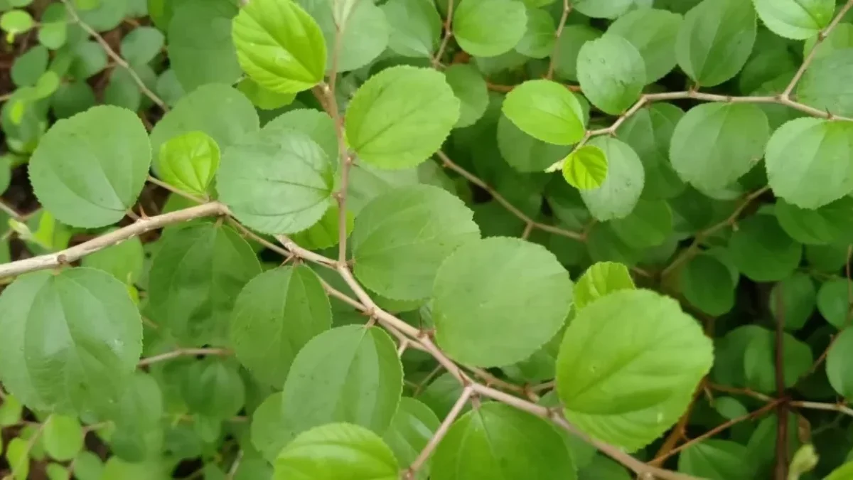 Mengenal Daun Bidara Tanaman yang Kaya Akan Manfaat