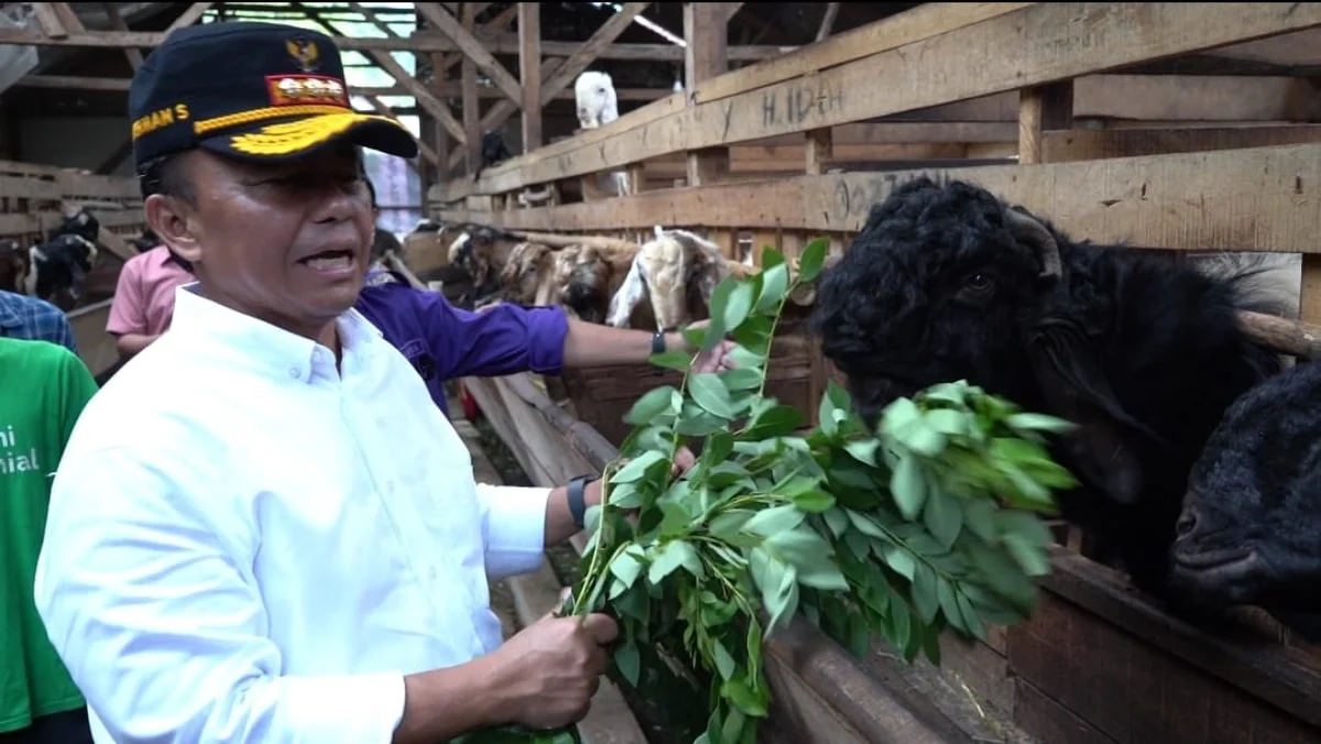 BERI PAKAN: Pj Bupati Herman Suryatman saat memberi pakan kepada salah satu ternak milik warga di Desa Jambu K