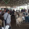 RAMAI: Para pedagang saat menjajakan hewan di Pasar Hewan Tanjungsari, baru-baru ini.