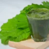 Cincau Hijau Minuman  Sehat dan Segar dengan berbagai Macam Manfaat untuk Kesehatan