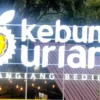 Kebun Durian Sangiang Bedil Sumedang: Surganya Pecinta Durian