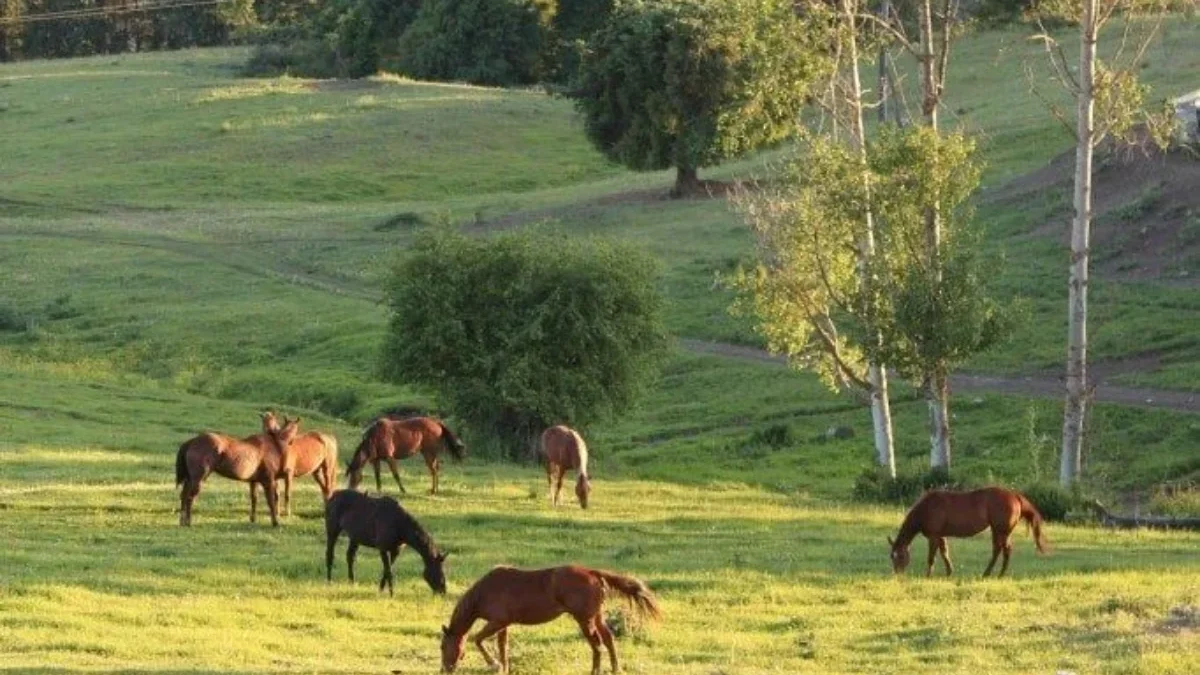 Seru dan Asyik! 5 Tempat Wisata di Lembang yang Wajib Kamu Kunjungi