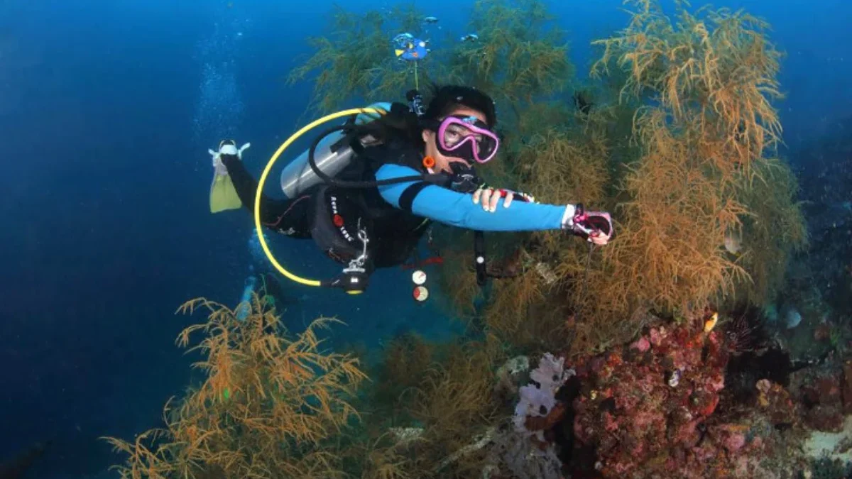 Tips Diving yang Aman untuk Pemula: Menikmati Pengalaman Keindahan Bawah Laut