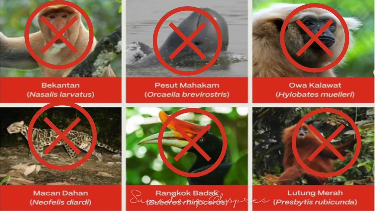 Perburuan Ilegal dan Perusakan Habitat Di IKN, Siapa Pemburu Ilegal itu ? Perburuan Ilegal dan Perusakan Habitat Di IKN, Siapa Pemburu Ilegal itu ?