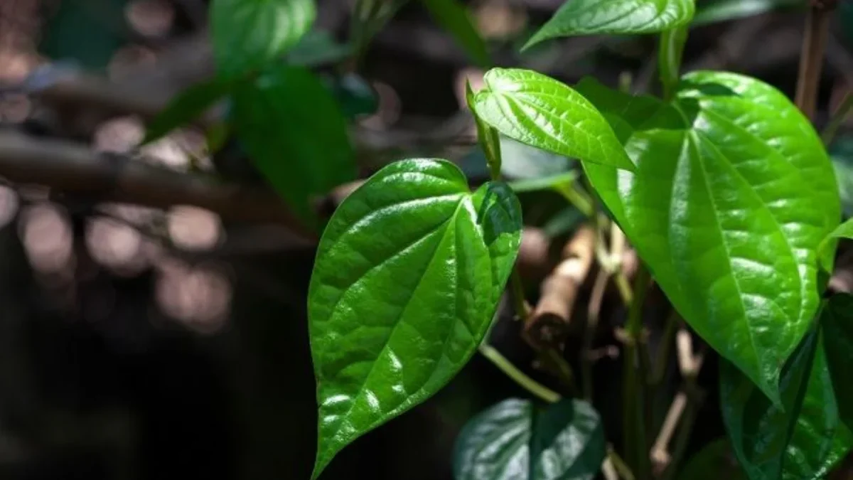 Cara yang Mengolah Daun Sirih dengan Baik