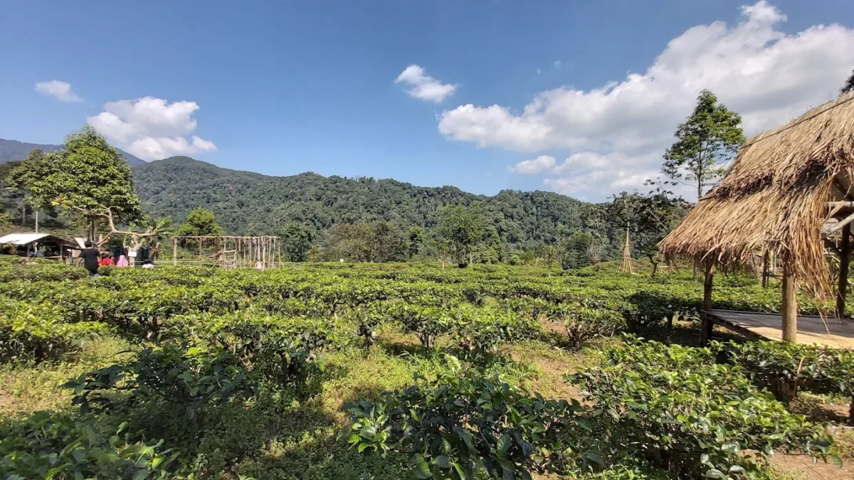 Temukan Ketenangan di Wisata Kebun Teh Margawindu Sumedang