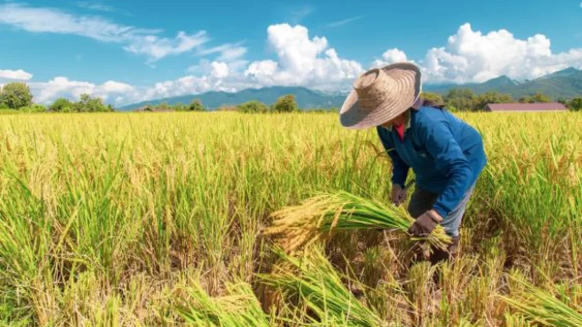 Harga Pangan Naik Lagi! Apa yang Terjadi?