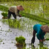 Menelusuri Penurunan Hasil Panen Padi di Tengah Turunnya Harga Gabah di Sumedang