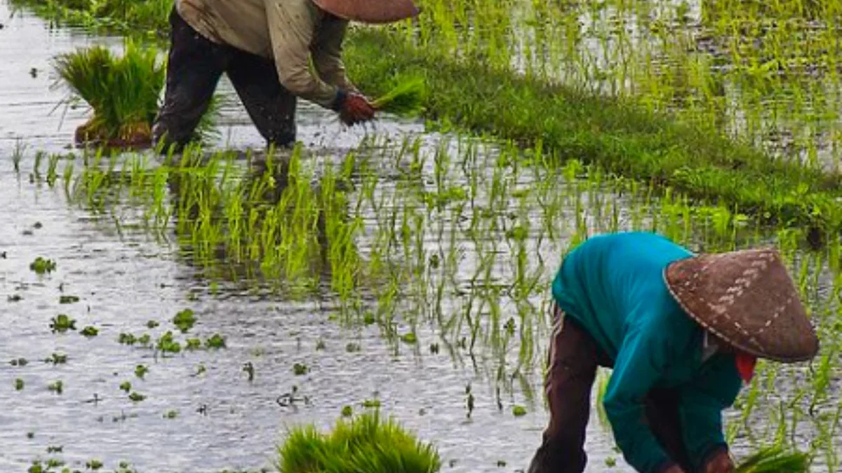 Menelusuri Penurunan Hasil Panen Padi di Tengah Turunnya Harga Gabah di Sumedang