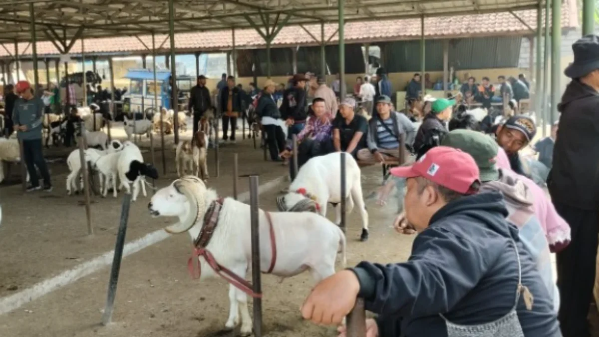 Ramainya Pasar Hewan Tanjungsari, Sapi, Domba, dan Kambing Laris Manis