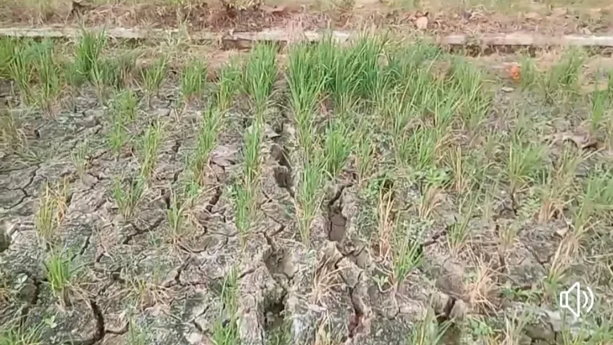 KERING: Beberapa luasan sawah di Kecamatan Ujungjaya terancam gagal panen akibat kurangnya pasokan air.