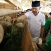 PROGRAM EKONOMI: Ketua Baznas RI, Prof Dr KH Noor Achmad MA memberi makan hewan ternak, di sela-sela kunjunga