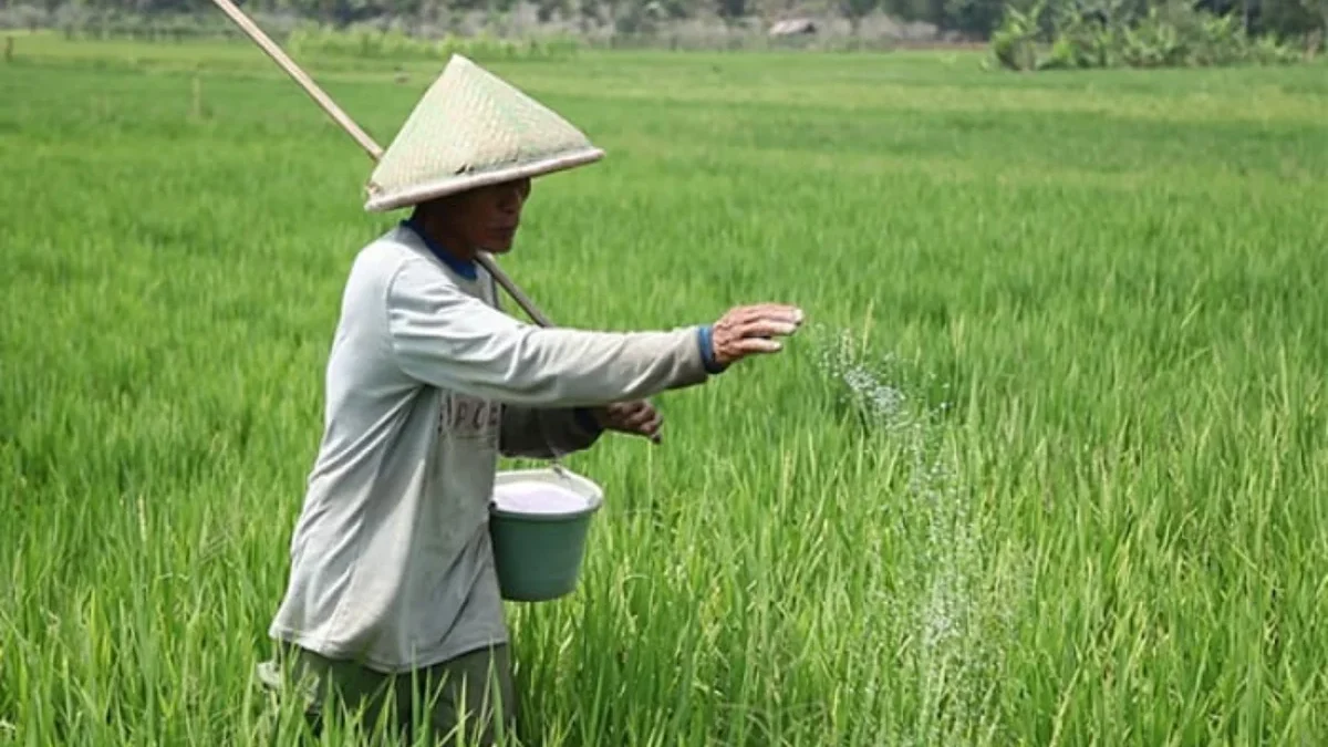 MENABUR: Petani di Ujungjaya saat memberikan pupuk di sawah, serta mengeluhkan terkait regulasi pupuk saat ini