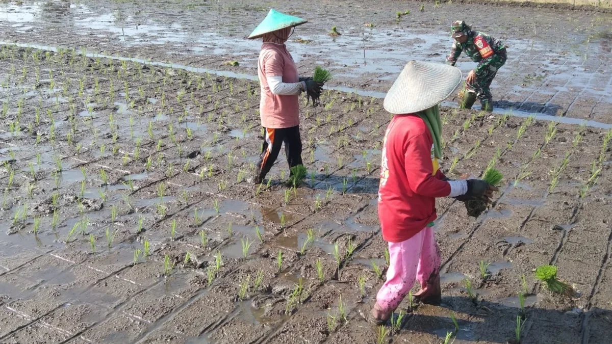 MENANAM: Babinsa Desa Bongkok Serda Tamima saat membantu para petani, Selasa (28/5).