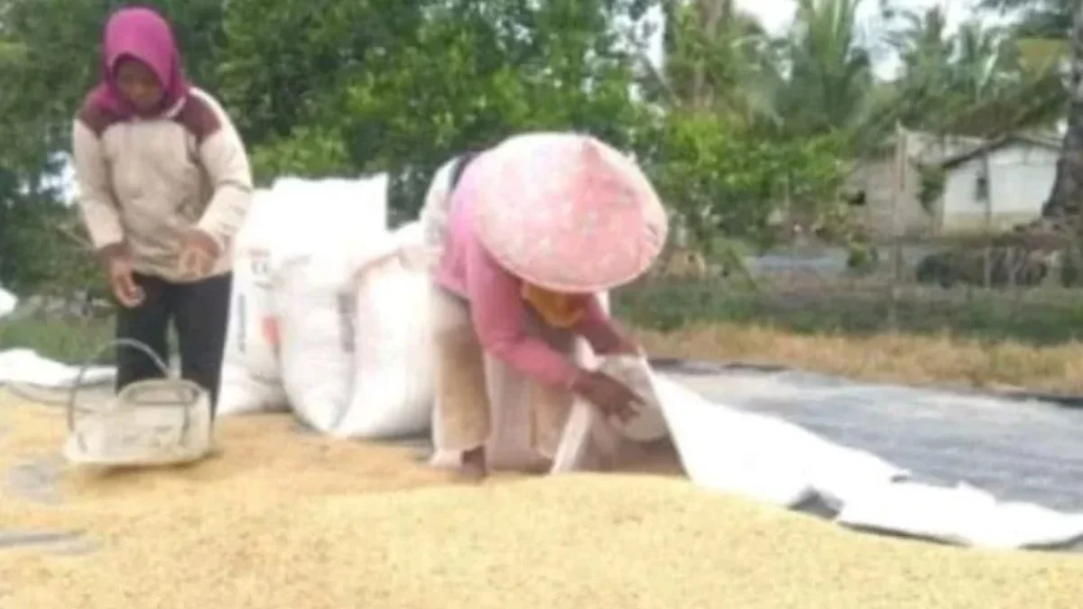 Petani di Sumedang Mengeluhkan Turun Harga Gabah dan Berharap Ada Kenaikan Harga Petani di Sumedang Mengeluhkan Turun Harga Gabah
