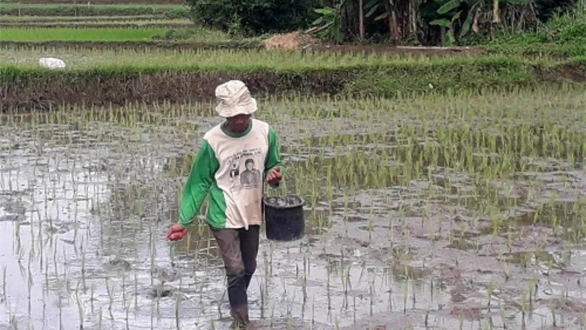 Sumedang Dapat Tambahan Alokasi Pupuk Subsidi Urea dan NPK 21 Ribu Ton