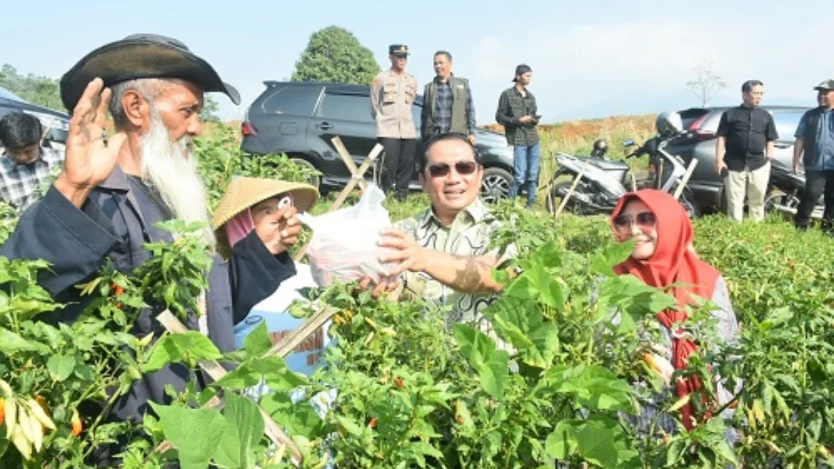 Pj Bupati Yudia Ikut Panen Cabai Domba di Rancakalong