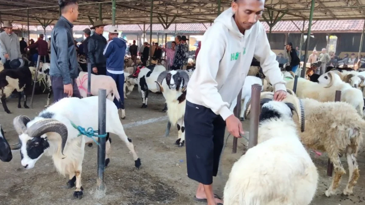 Jelang Idul Adha Pasar Hewan Tanjungsari Ramai Pembeli