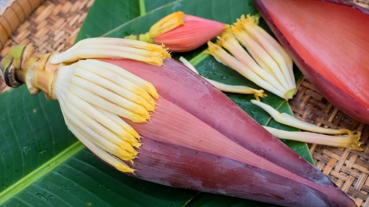 Jantung Pisang