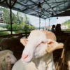 Terkuak! Penjual Kambing di Pasar Pabuaran Menangis, Idul Adha Tahun Ini Sepi Pembeli