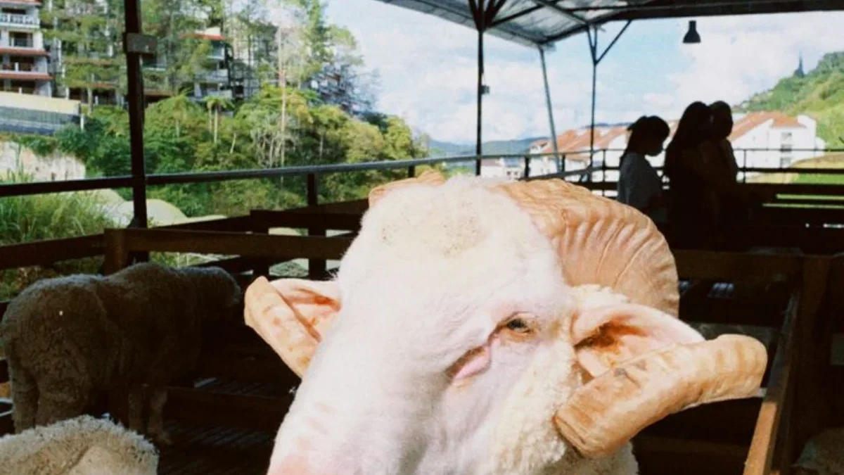 Terkuak! Penjual Kambing di Pasar Pabuaran Menangis, Idul Adha Tahun Ini Sepi Pembeli