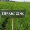 Pemkot Bogor Panen 1,2 Ton Padi Nutri Zinc untuk Atasi Stunting