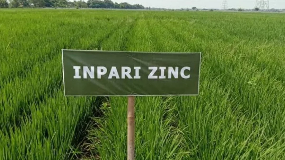 Pemkot Bogor Panen 1,2 Ton Padi Nutri Zinc untuk Atasi Stunting