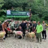 Jelang Idul Adha, Taman Safari Bogor Sumbangkan 37 Ekor Kambing Kurban untuk Masyarakat Cibeurem