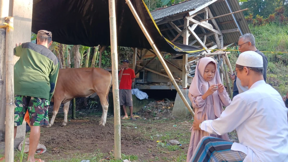 Anak TK di Tasikmalaya Berkurban Sapi dari Tabungan Lomba Mewarnai