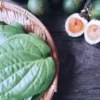 Daun Sirih Obat Alami Untuk Kesehatan Mata