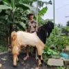 Peternak Kambing Ini Banjir Pembeli Dari Berbagai Daerah, Sukses Kembangkan Usaha Berkat Pemberdayaan BRI