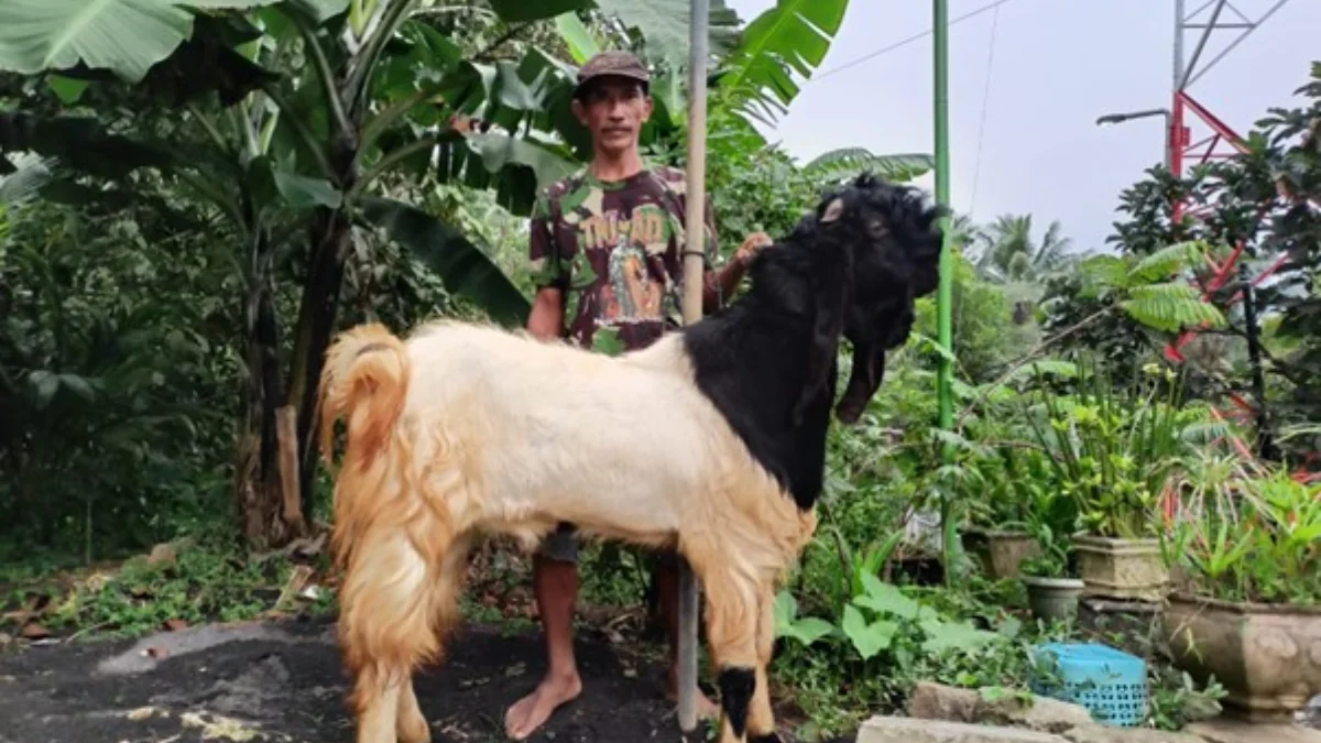 Peternak Kambing Ini Banjir Pembeli Dari Berbagai Daerah, Sukses Kembangkan Usaha Berkat Pemberdayaan BRI