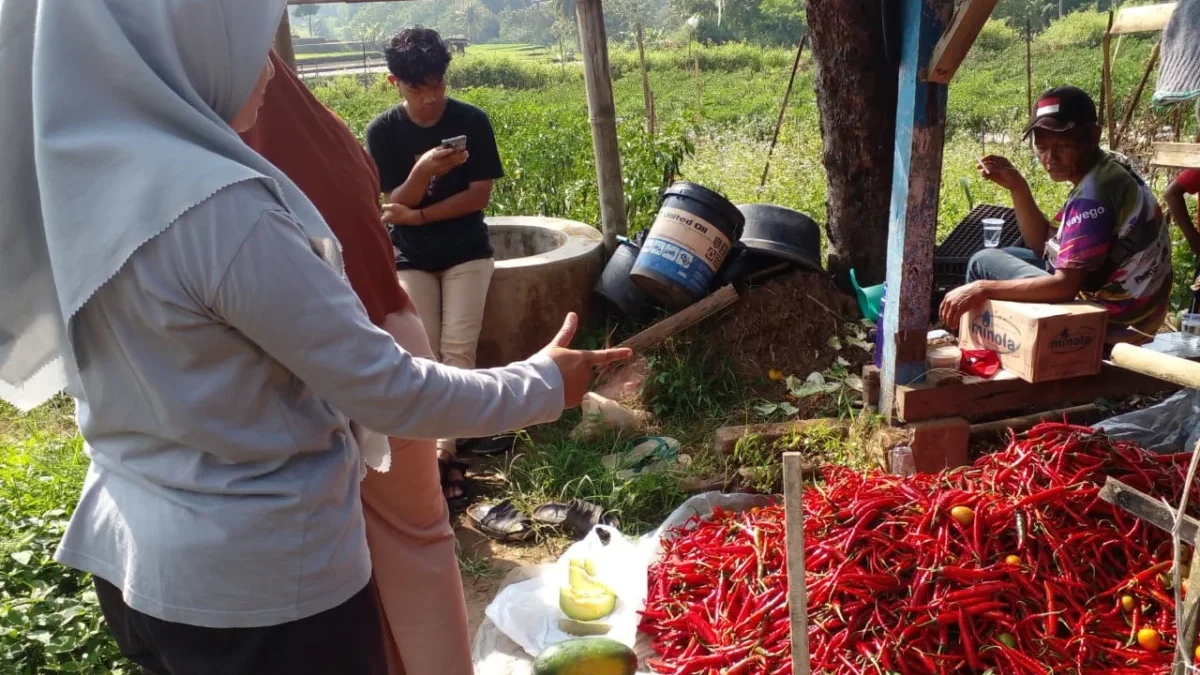 TUNJUK: Bendahara Desa Kebonjati, Ekawati saat menunjukan hasil panen cabe di wilayahnya, baru-baru ini.