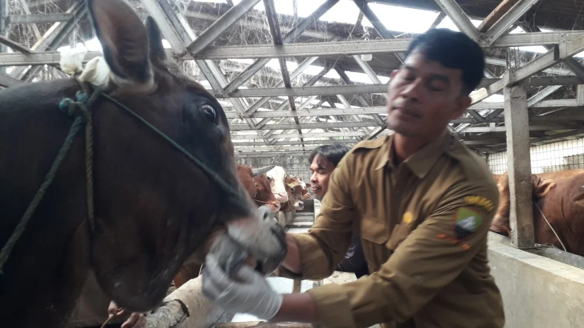 PERIKSA: Petugas Diskanak Sumedang saat melakukan pemeriksaan hewan kurban, baru-baru ini.