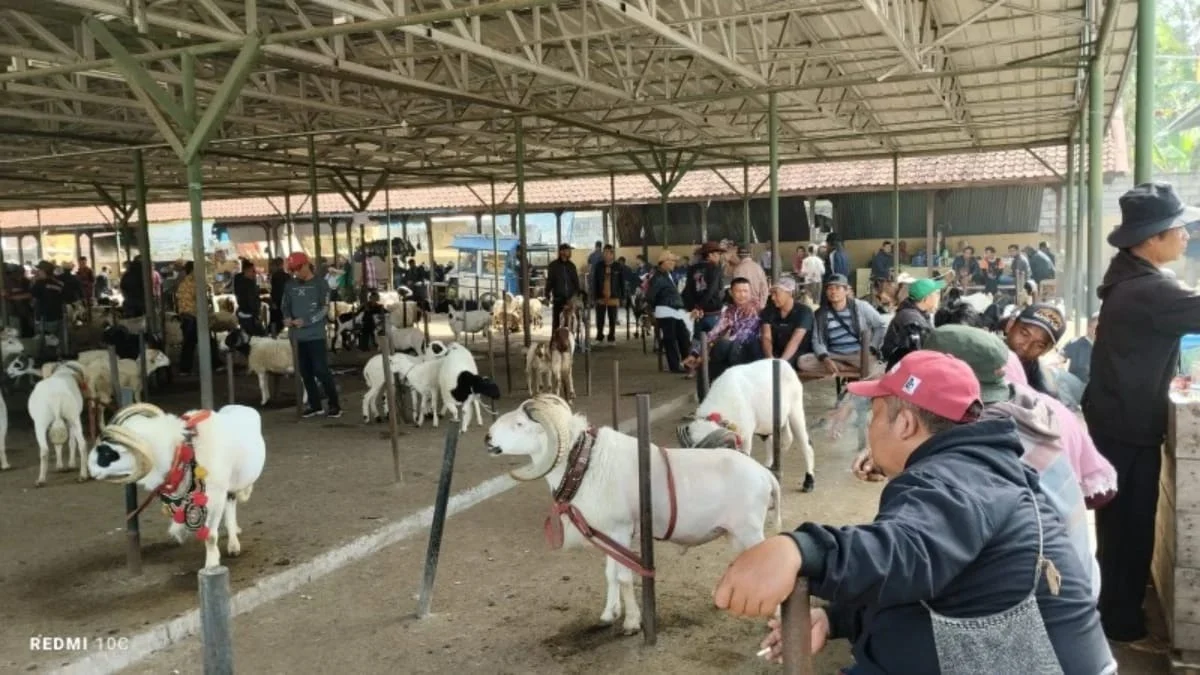 RAMAI: Menjelang hari raya Idul Adha Pasar Hewan Tanjungsari ramai dikunjungi pembeli.