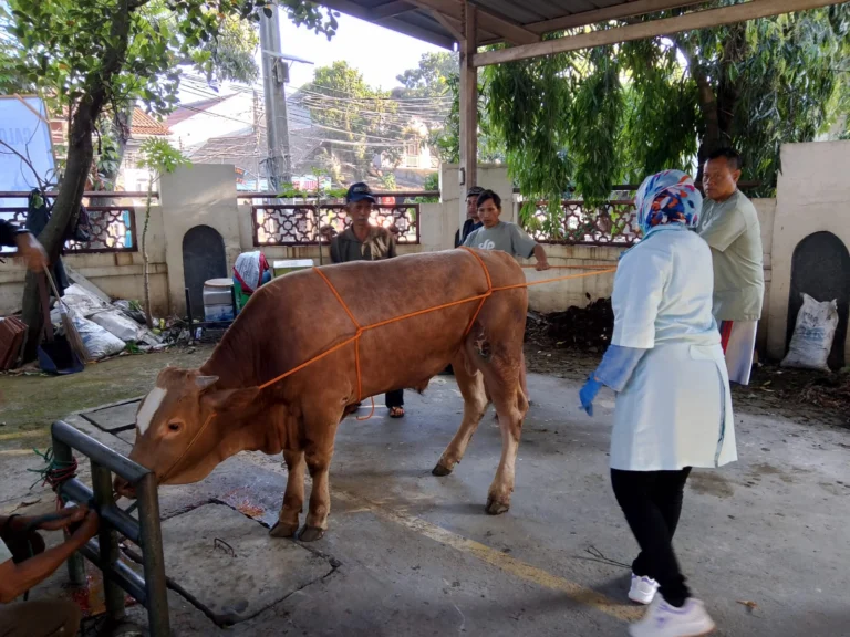 900 Ekor Hewan Kurban Disuplai dari Sejumlah Peternakan untuk Idul Adha 1445 H/2024