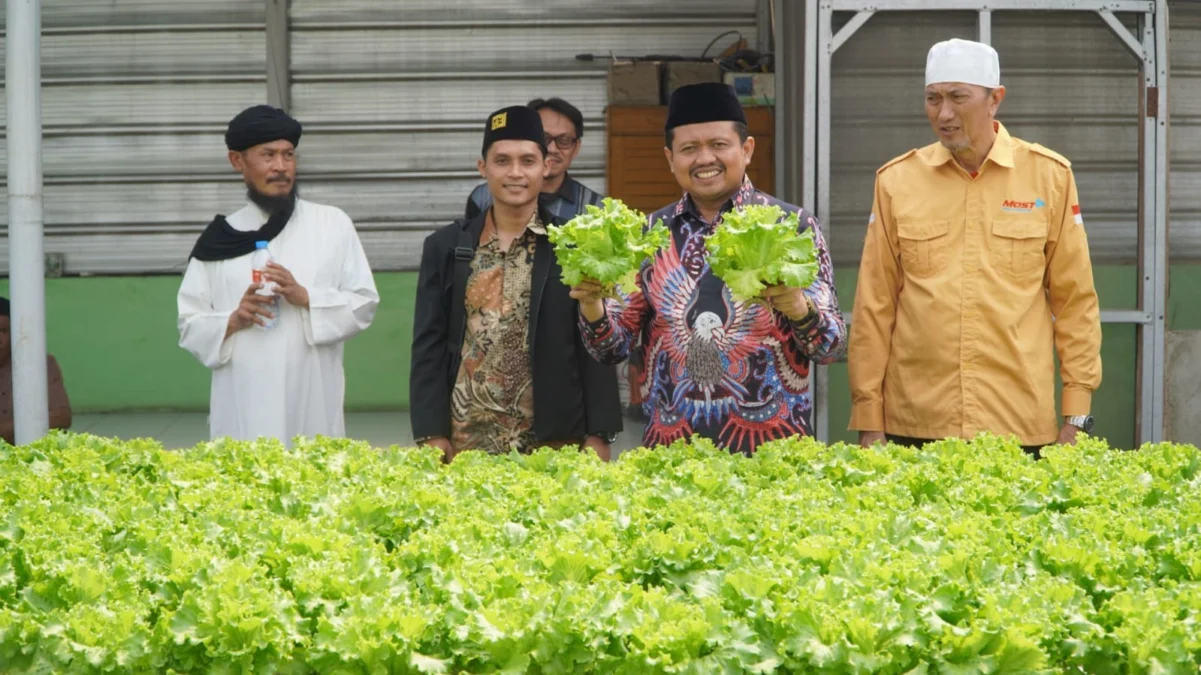 KUNJUNGI: Bakal calon Bupati Sumedang, Dony Ahmad Munir melihat langsung tanaman sayuran hidroponik di Pondok