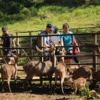 Pengunjung saat memberi makan rusa