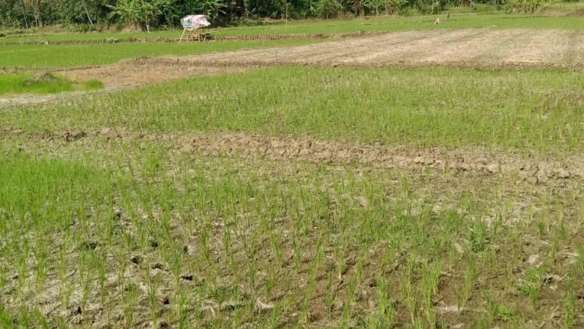 KERING: Puluhan hektare sawah di Kecamatan Ujungjaya mengalami kekeringan yang diakibatkan kurangnya pasokan a