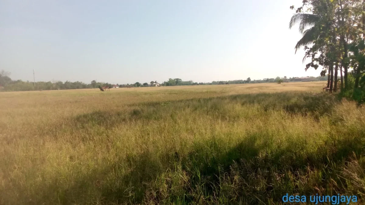 KEKERINGAN: Luasan sawah kurang lebih 100 hektar di Desa Ujungjaya yang mengalami gagal panen.